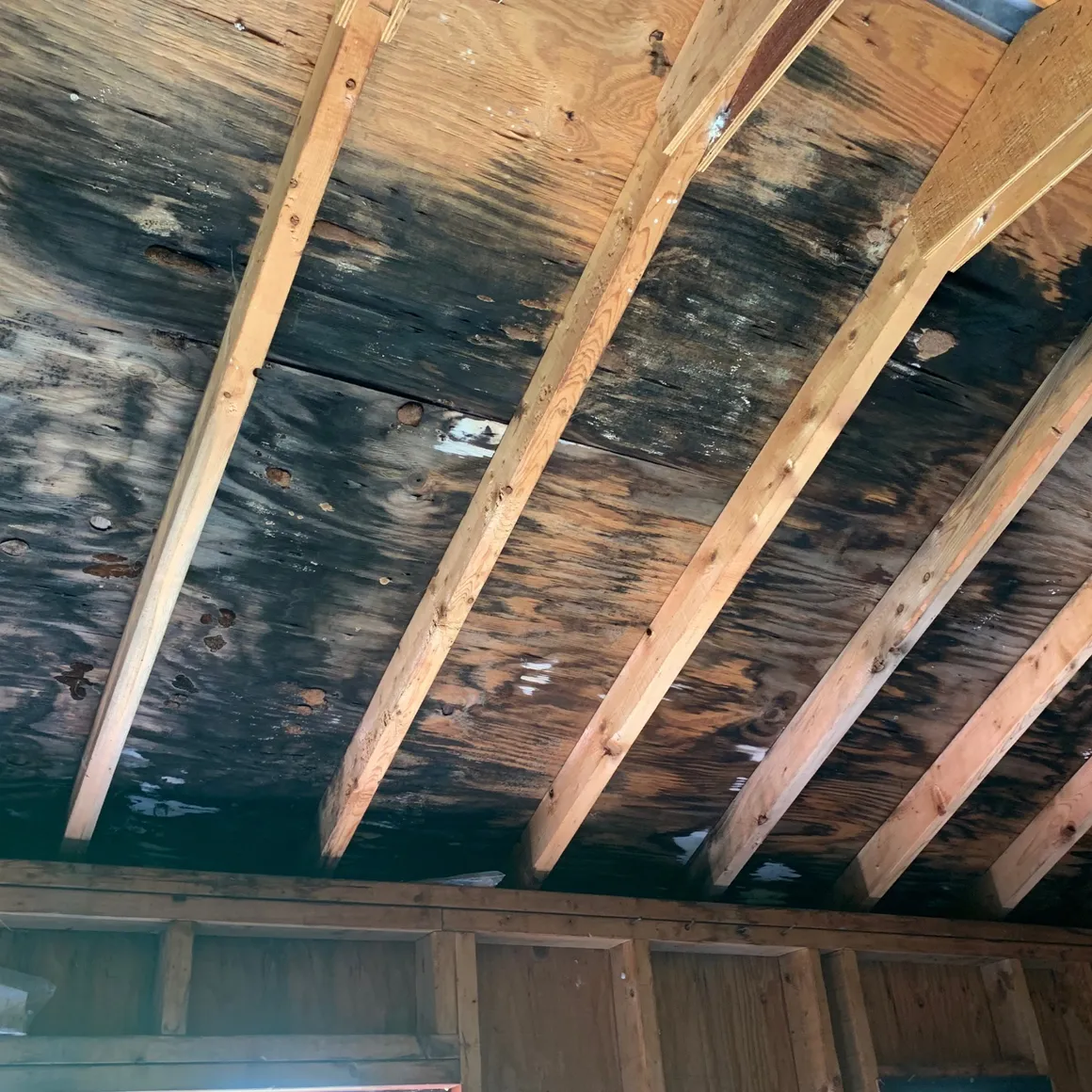 mold remediation