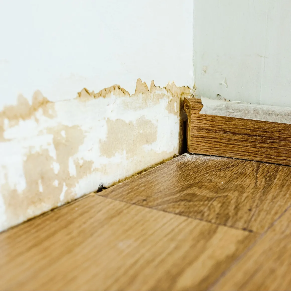 mold remediation